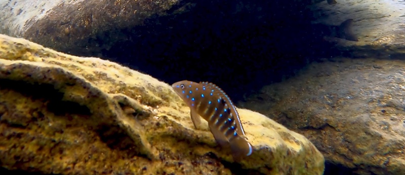 Tanganicodus irsacae 'Mabilibili Bay'